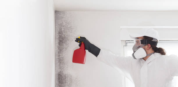 Best White Mold Remediation in Florence, AZ